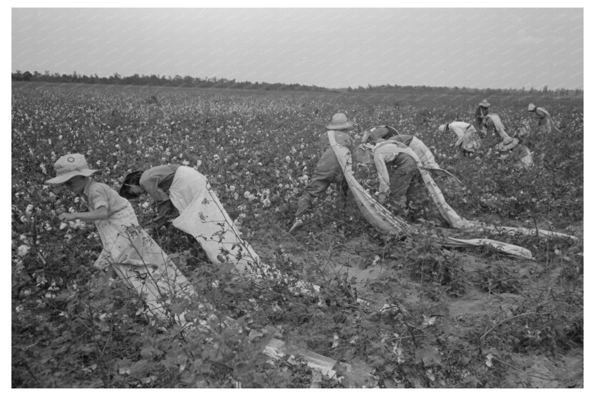 Lake Dick Cooperative Cotton Picking September 1938 - Available at KNOWOL