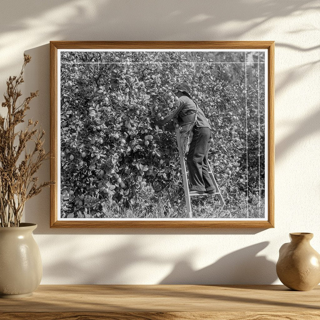 Lemon Picking in Riverside County California 1938 - Available at KNOWOL