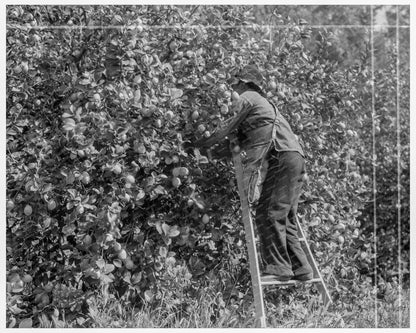 Lemon Picking in Riverside County California 1938 - Available at KNOWOL