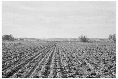 Lettuce Field in Ontario Oregon October 1939 - Available at KNOWOL