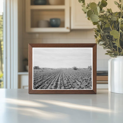 Lettuce Field in Ontario Oregon October 1939 - Available at KNOWOL