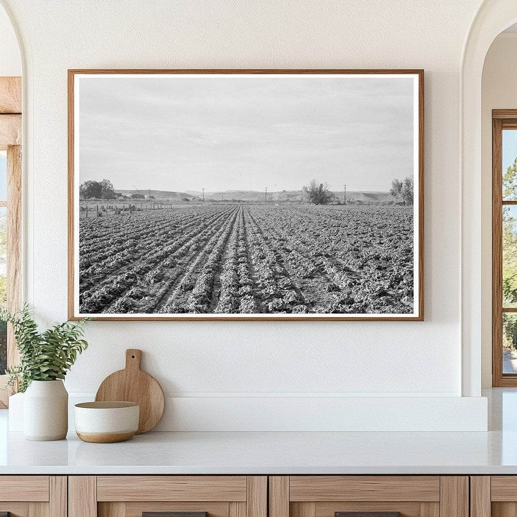 Lettuce Field in Ontario Oregon October 1939 - Available at KNOWOL