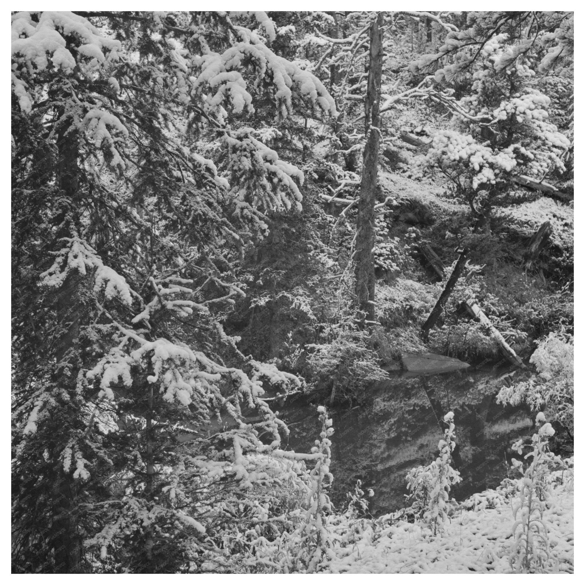 Lewis and Clark National Forest First Snowfall 1942 - Available at KNOWOL