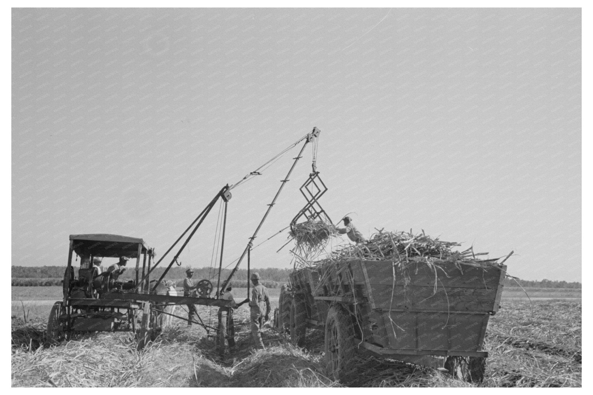 Loading Sugarcane in Louisiana October 1938 - Available at KNOWOL