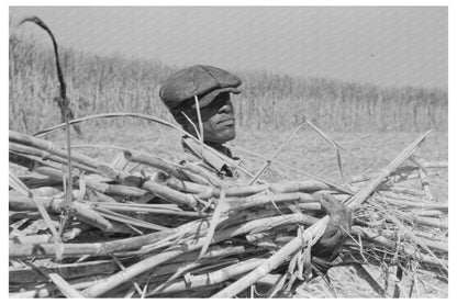 Loading Sugarcane onto Wagon Louisiana October 1938 - Available at KNOWOL