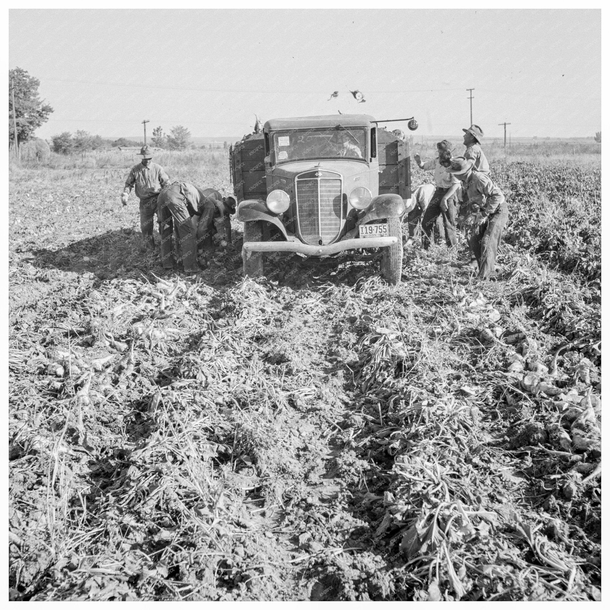 Loading Truck in Sugar Beet Field Ontario Oregon 1939 - Available at KNOWOL