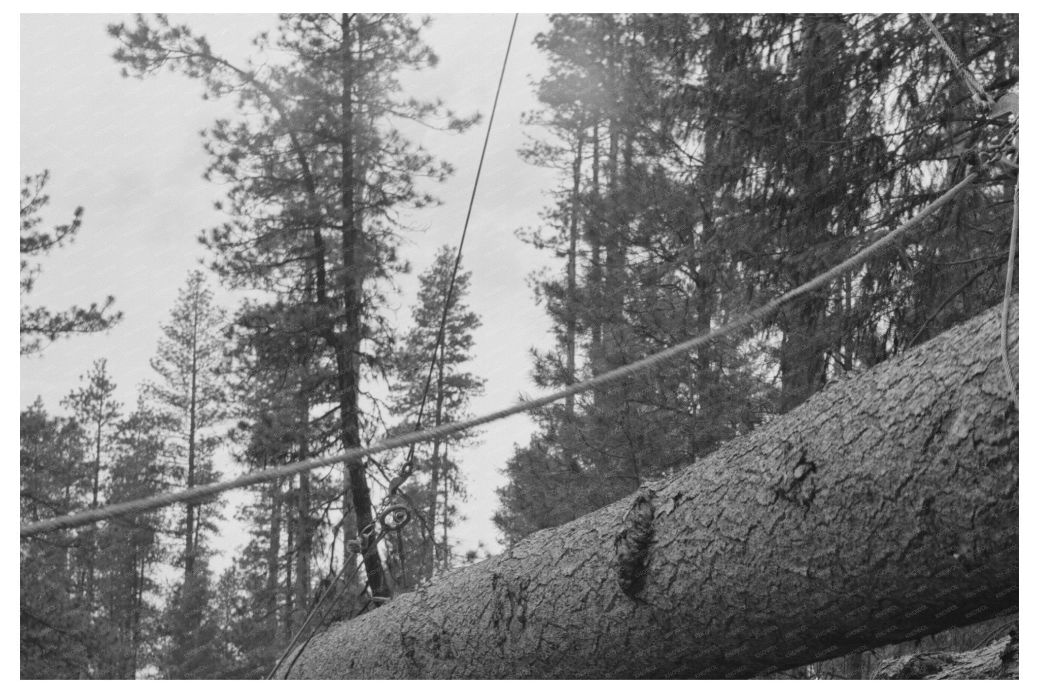 Log Loading Operations in Malheur National Forest 1942 - Available at KNOWOL