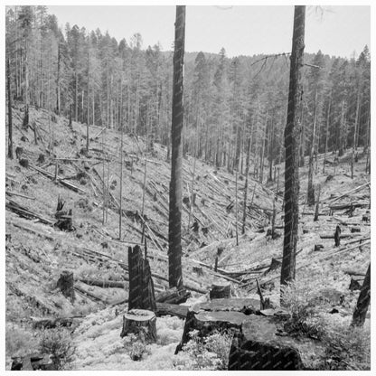 Logging Landscape along U.S. 99 Southern Oregon 1939 - Available at KNOWOL