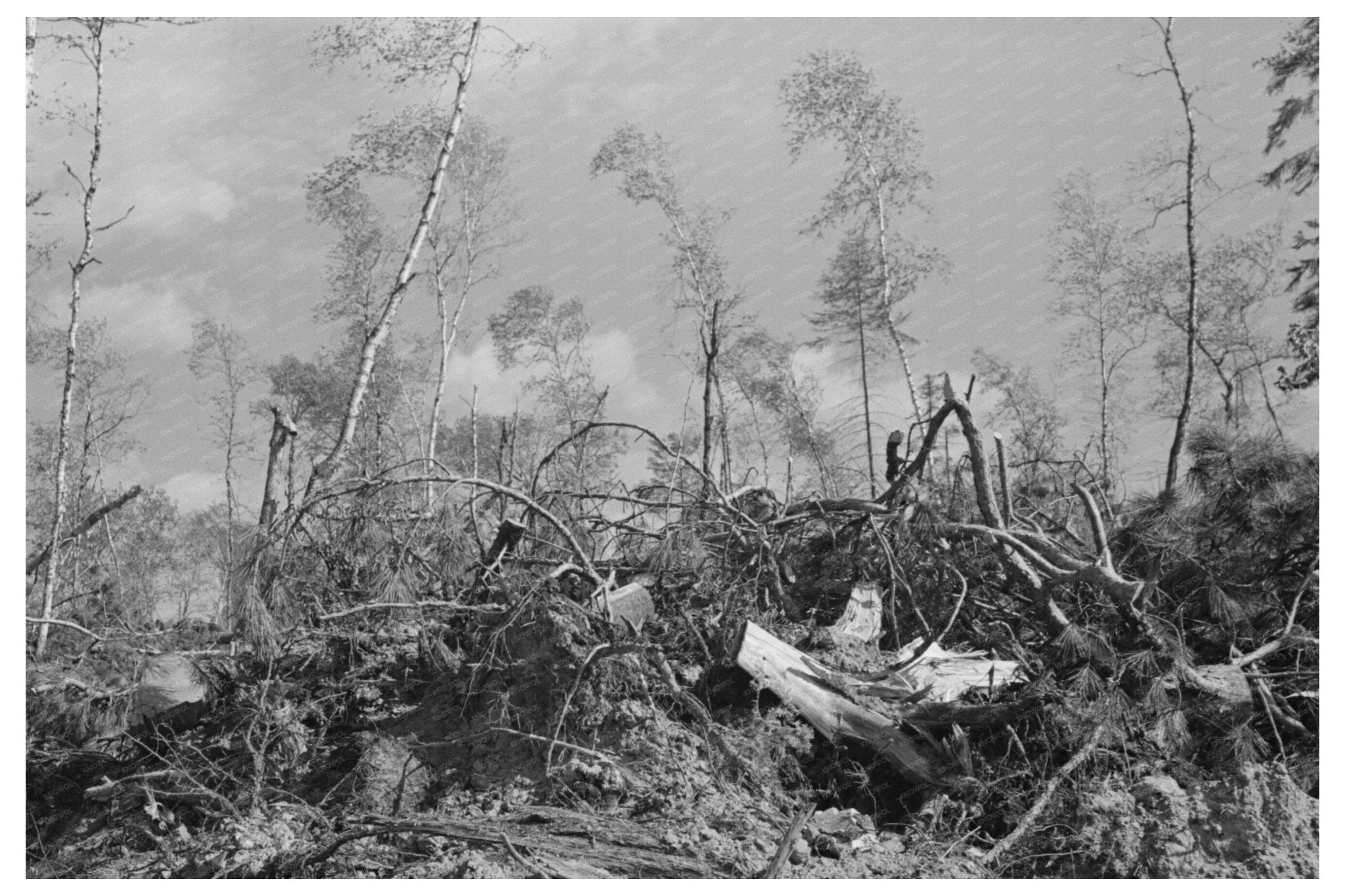 Logging Operations Remnants Effie Minnesota 1937 - Available at KNOWOL