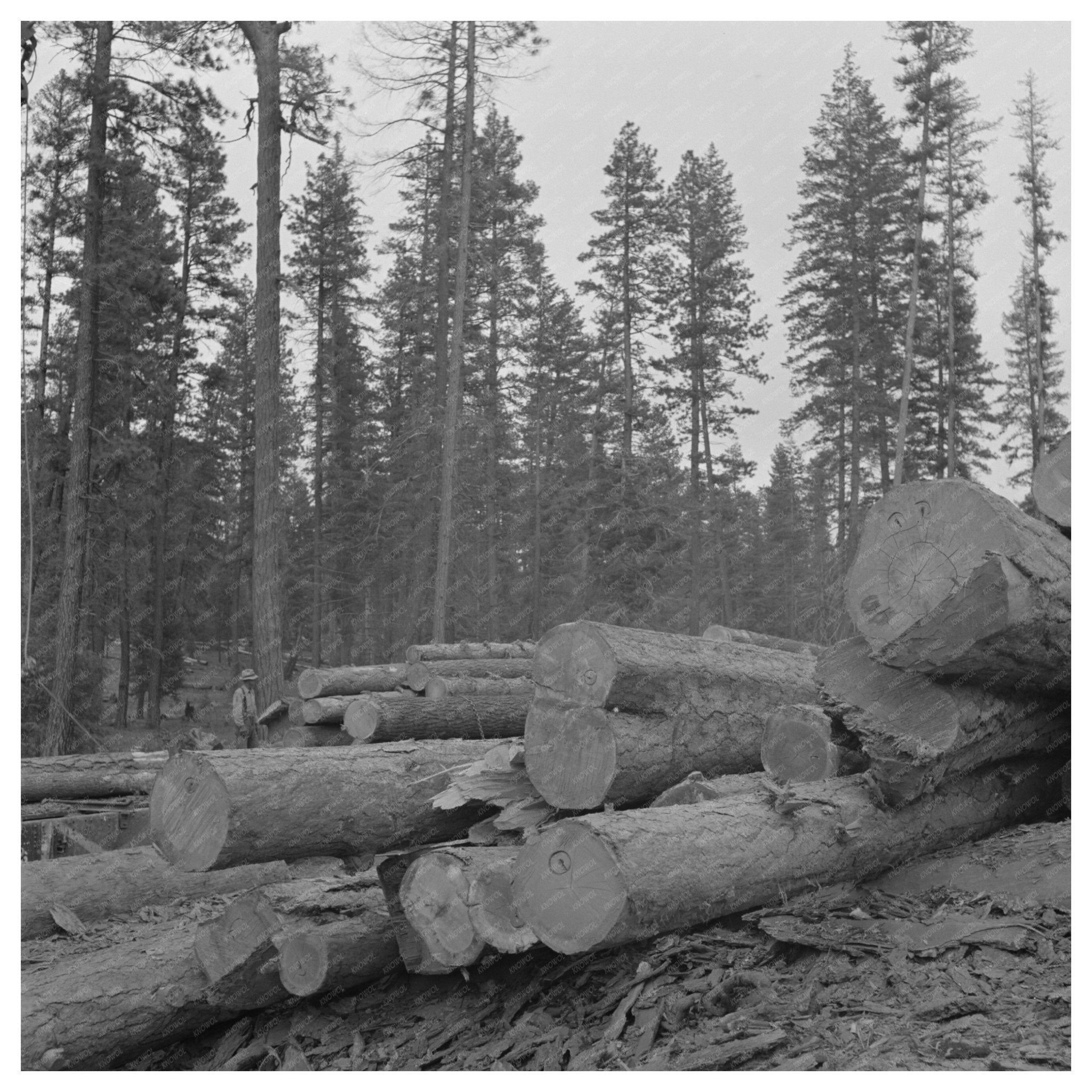 Logs in Malheur National Forest July 1942 - Available at KNOWOL