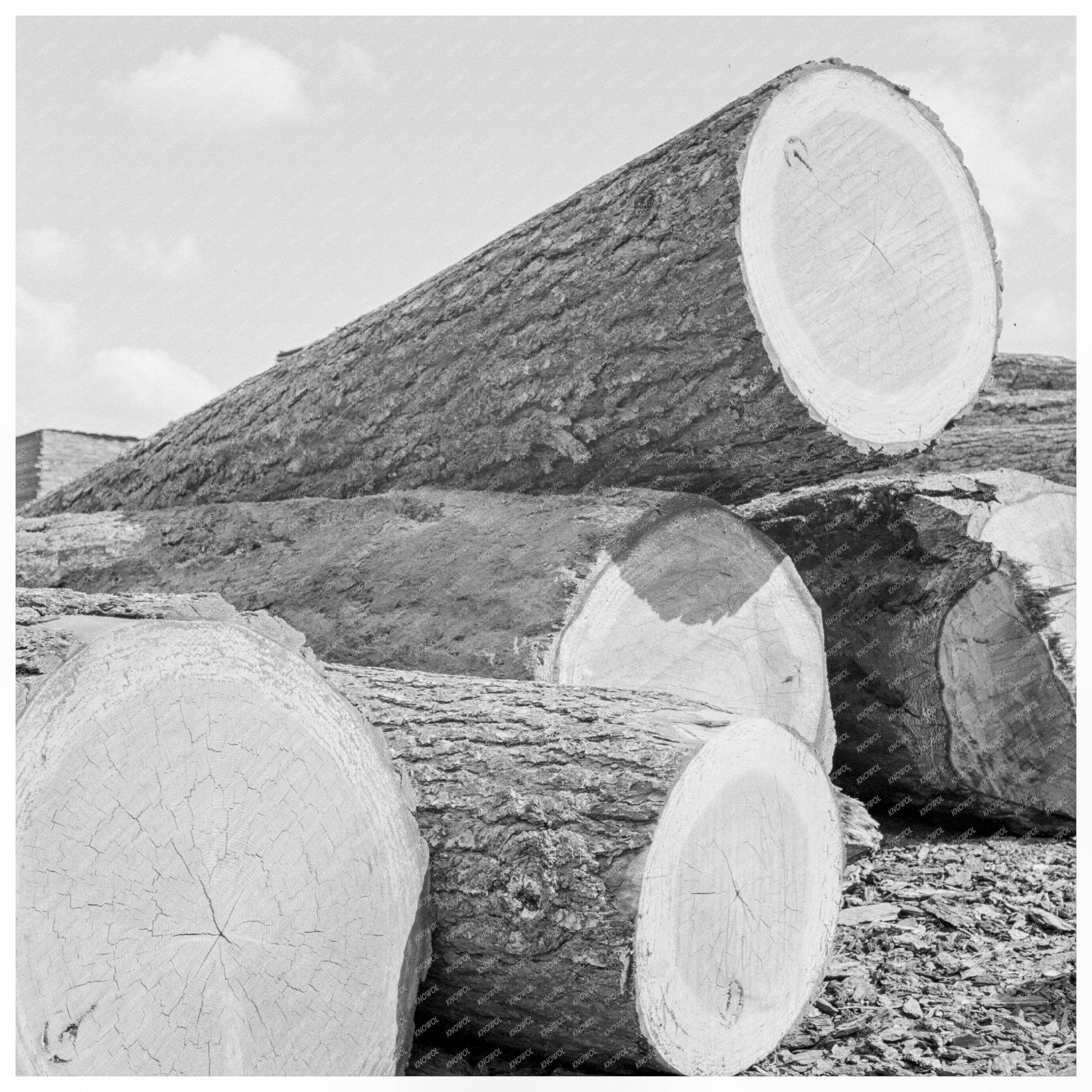 Logs in Mill Yard Keno Oregon September 1939 - Available at KNOWOL