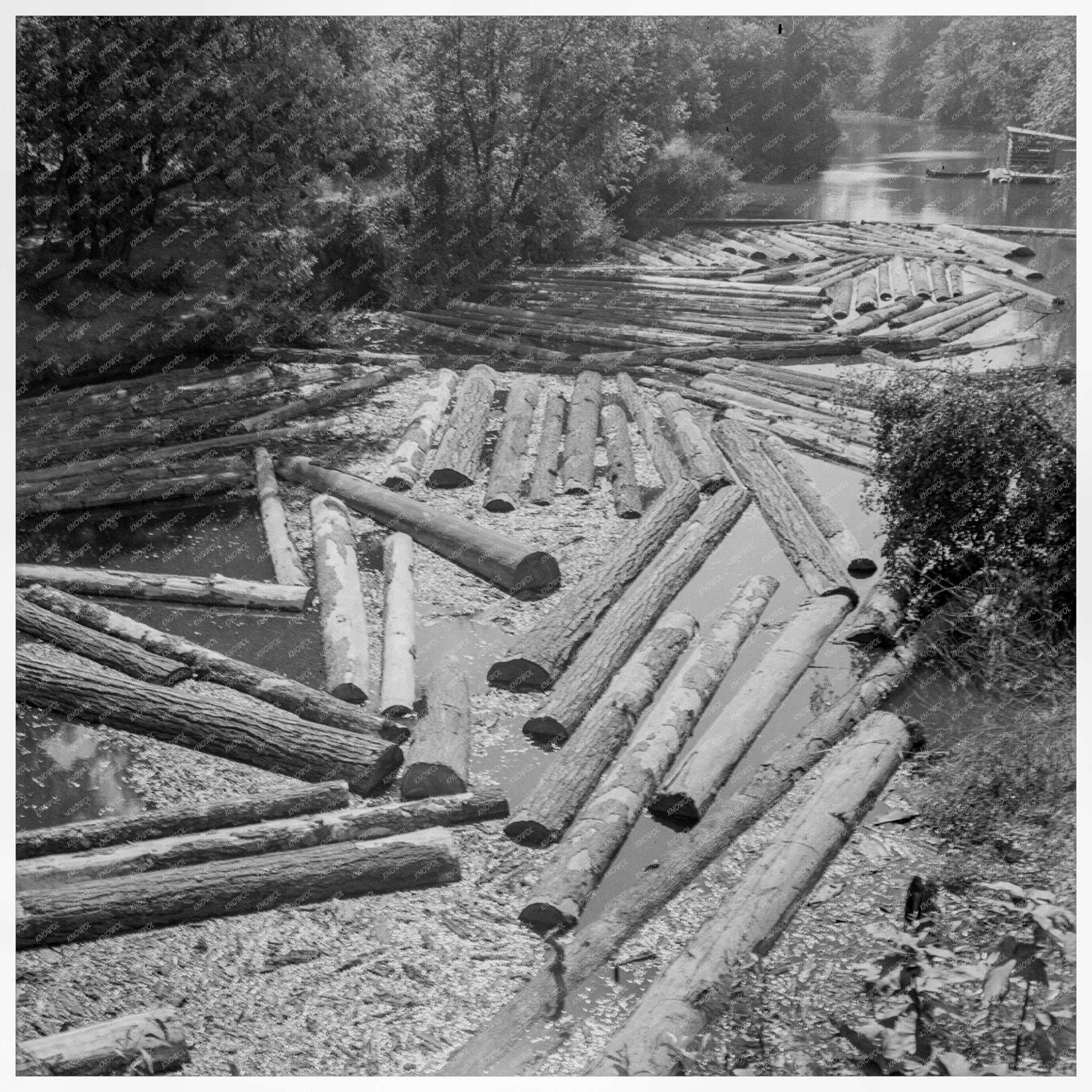 Logs Processed at Sawmill on Marys River Oregon 1939 - Available at KNOWOL