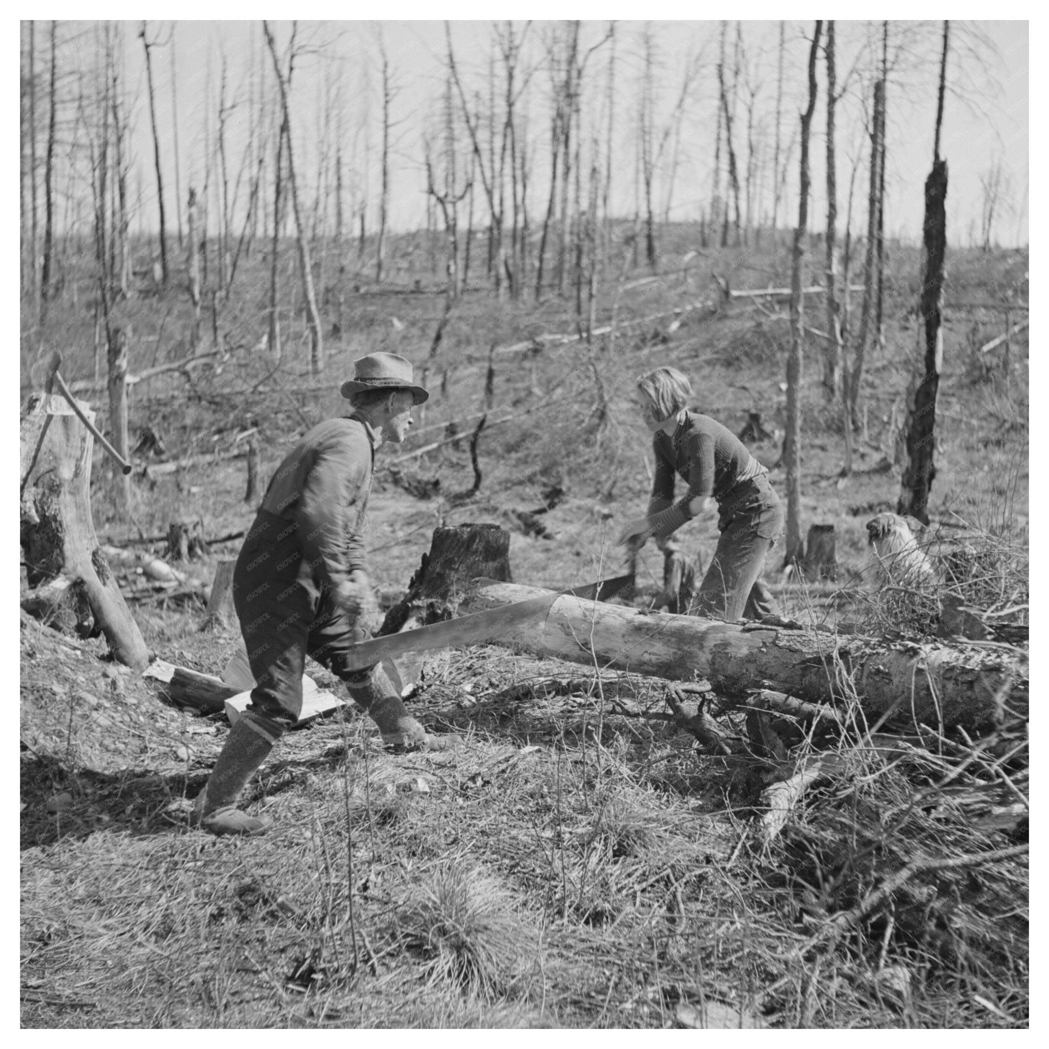 Lon Allen and Daughter Sawing Log Iron River Michigan 1937 - Available at KNOWOL