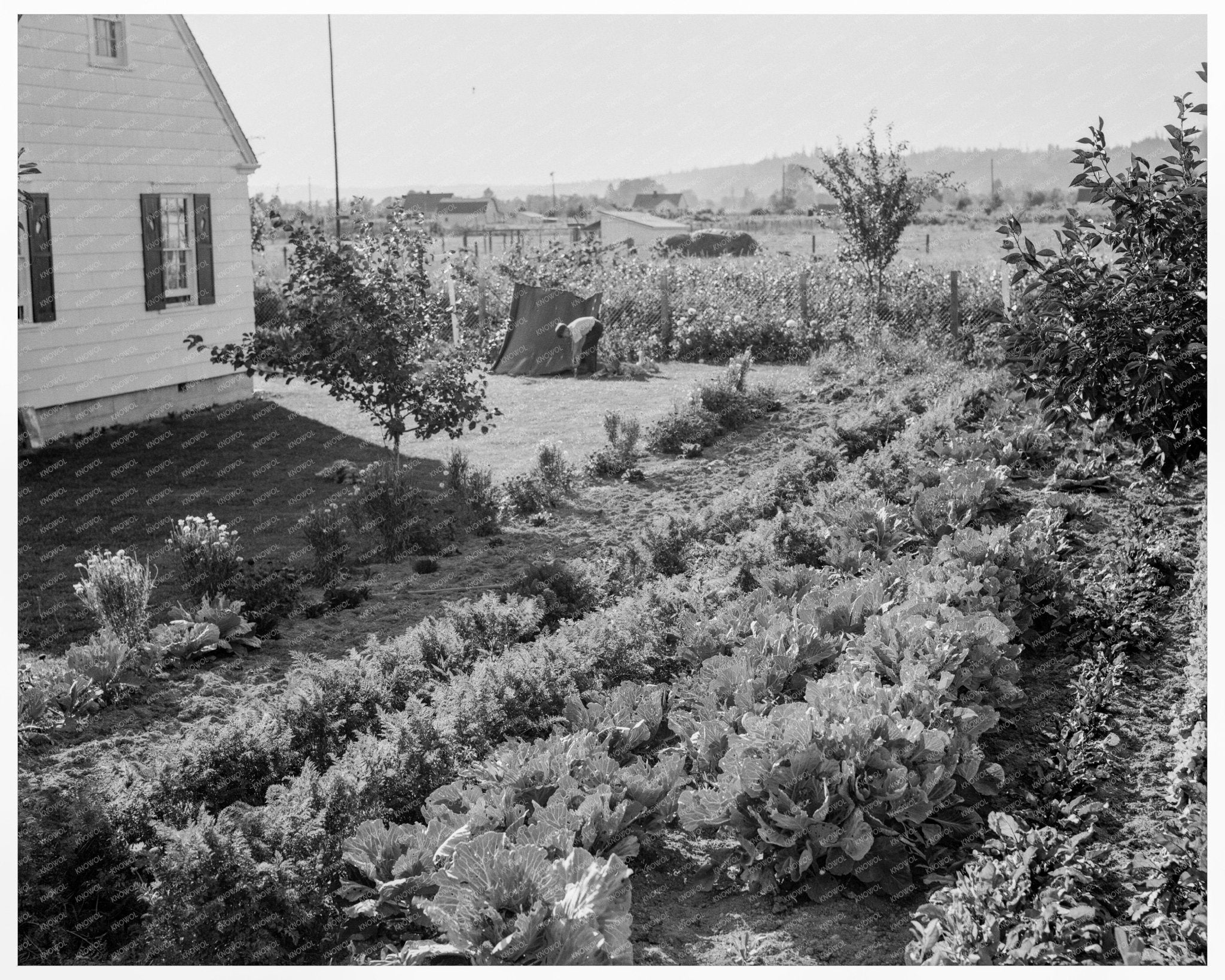 Longview Homestead Project Cowlitz County 1939 - Available at KNOWOL