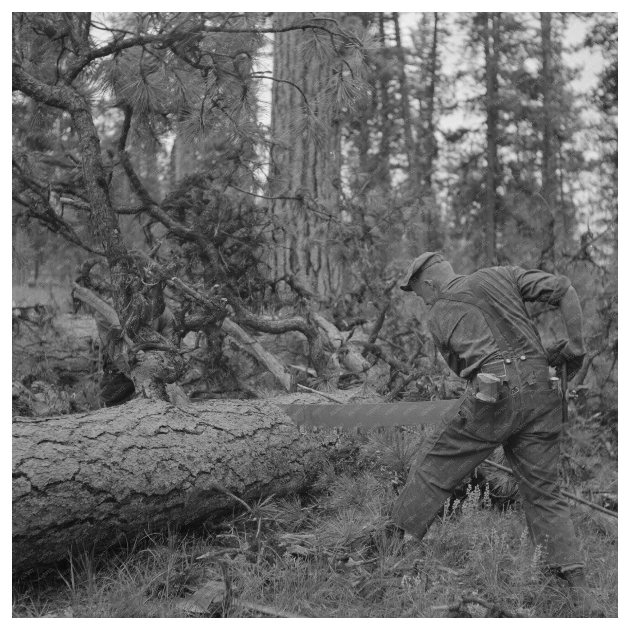 Lumberjack in Grant County Oregon July 1942 - Available at KNOWOL