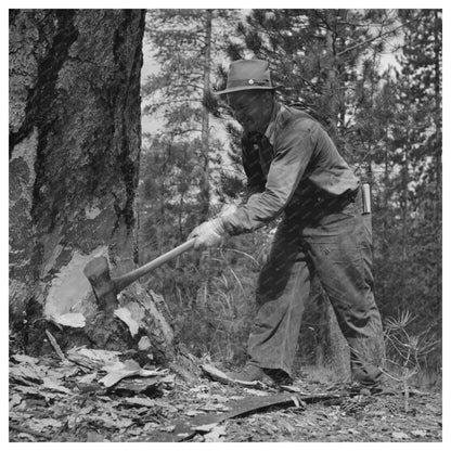 Lumberjack Undercut in Malheur National Forest 1942 - Available at KNOWOL