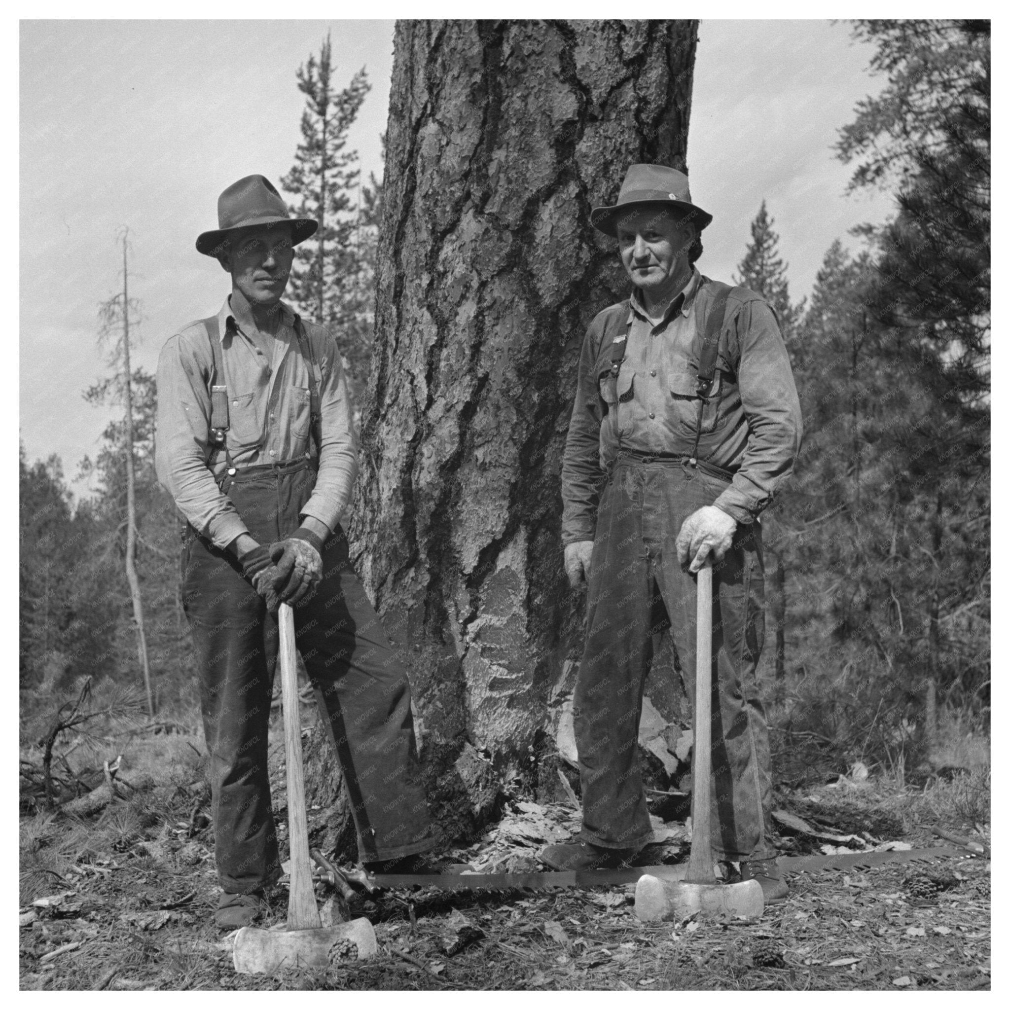 Lumberjack Undercutting Tree in Malheur National Forest 1942 - Available at KNOWOL