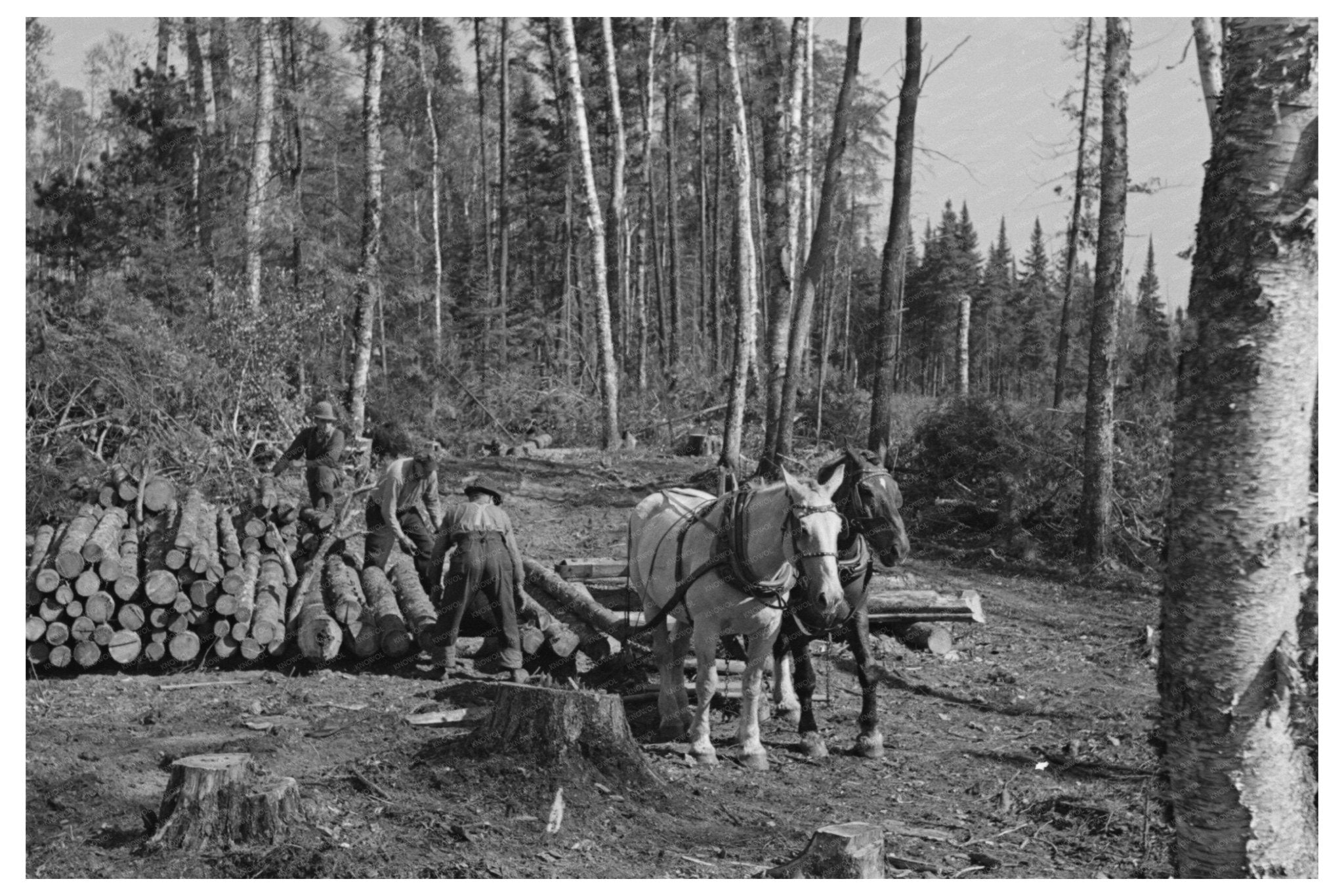 Lumberjacks Loading Pulpwood Effie Minnesota 1937 - Available at KNOWOL