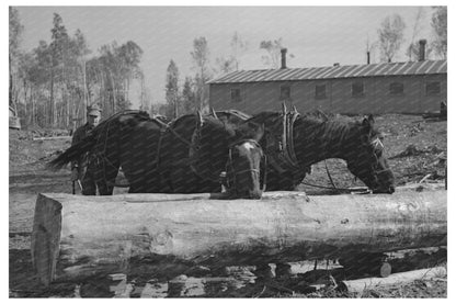 Lumberjacks Watering Horses in Effie Minnesota 1937 - Available at KNOWOL