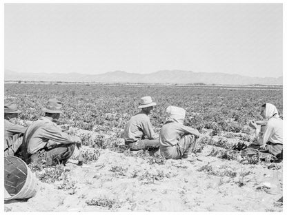 Lunchtime Scene in Pea Fields Calipatria 1939 - Available at KNOWOL