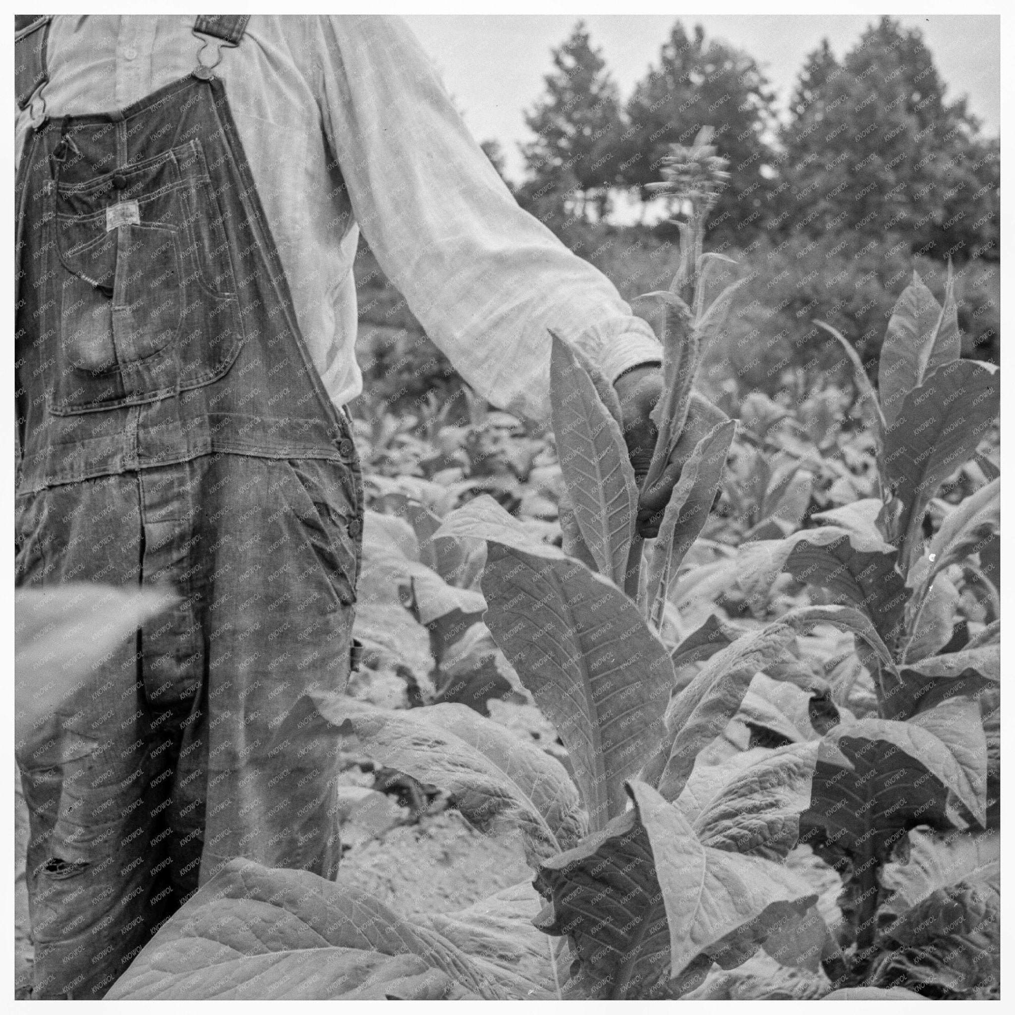 Male Tenant Farmer Topping Tobacco Person County 1939 - Available at KNOWOL