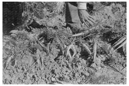 Malformed Carrots from Defective Seeds February 1939 - Available at KNOWOL