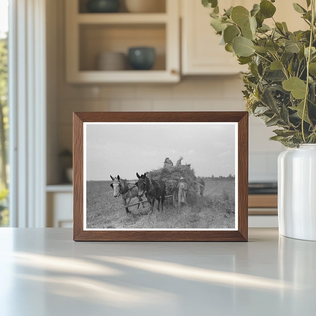 Man Driving Mule to Harvest Soybean Hay in 1938 Arkansas - Available at KNOWOL