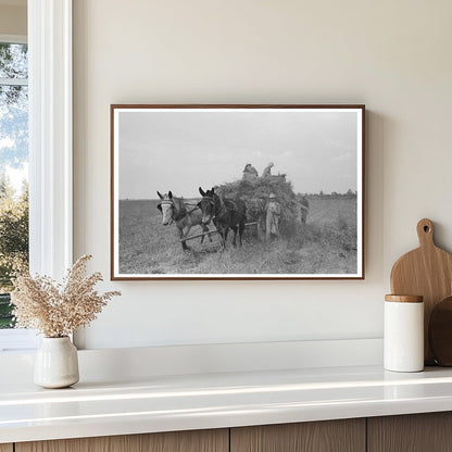 Man Driving Mule to Harvest Soybean Hay in 1938 Arkansas - Available at KNOWOL