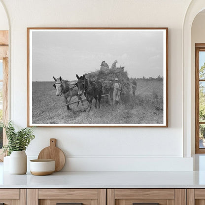 Man Driving Mule to Harvest Soybean Hay in 1938 Arkansas - Available at KNOWOL