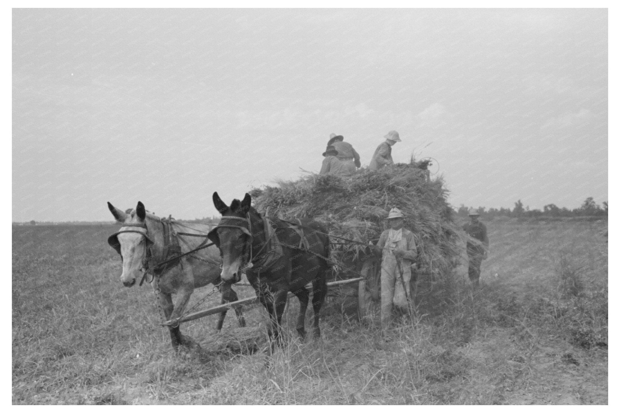 Man Driving Mule to Harvest Soybean Hay in 1938 Arkansas - Available at KNOWOL