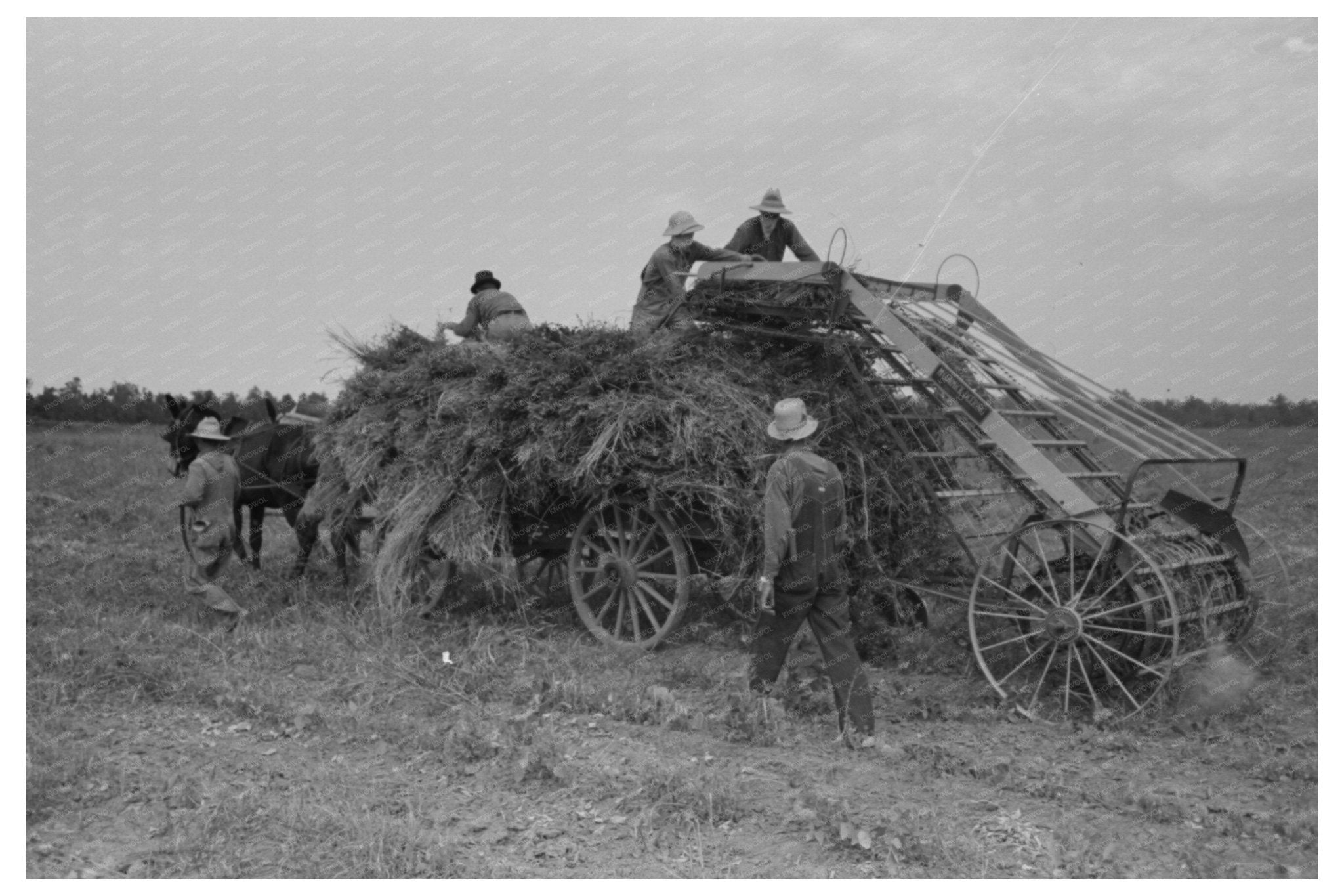 Man Driving Mule with Soybean Hay in Arkansas 1938 - Available at KNOWOL