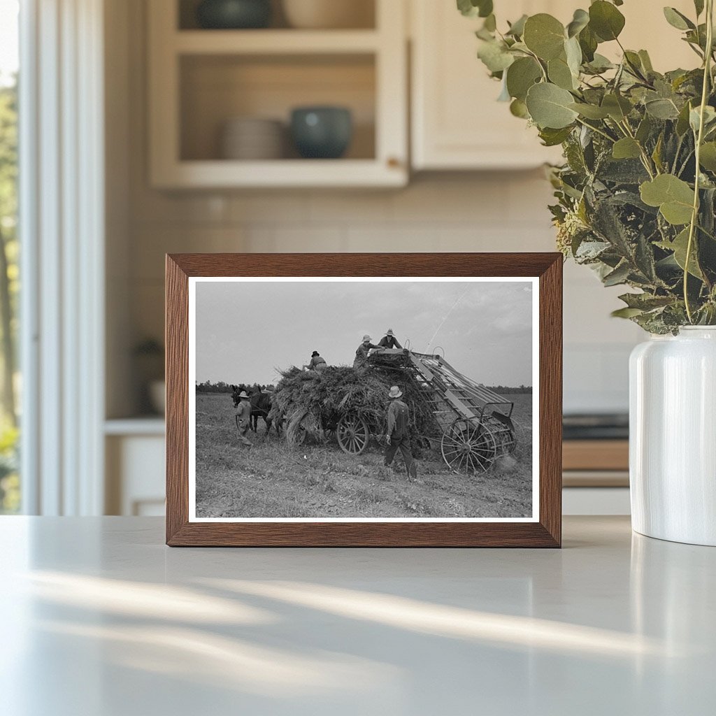 Man Driving Mule with Soybean Hay in Arkansas 1938 - Available at KNOWOL