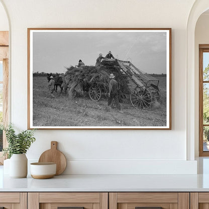 Man Driving Mule with Soybean Hay in Arkansas 1938 - Available at KNOWOL