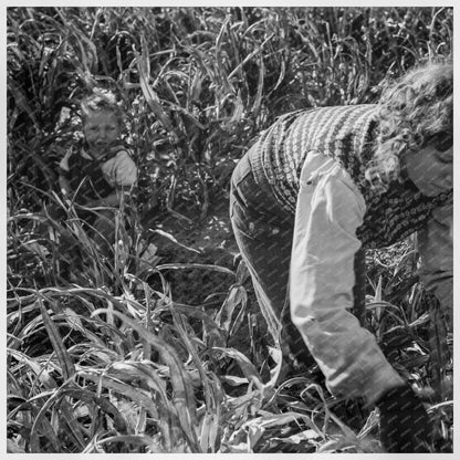 Manteca California Woman Harvesting Milo Maize 1938 - Available at KNOWOL