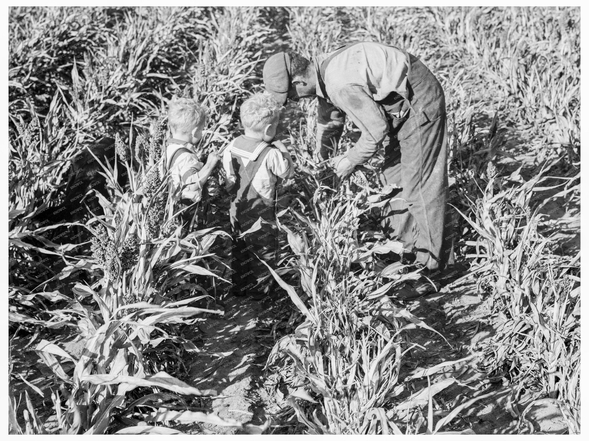 Manteca Farmer Harvesting Milo Maize November 1938 - Available at KNOWOL