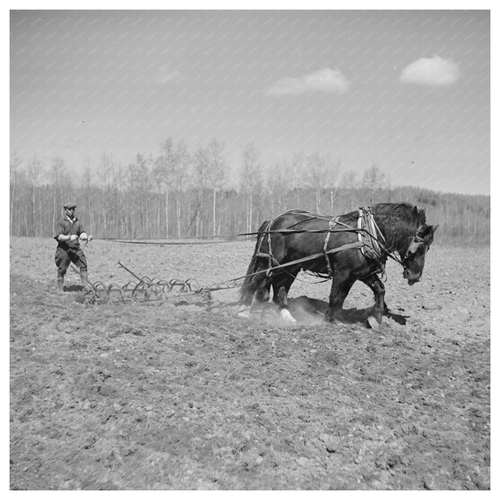 May 1937 Vintage Agriculture Scene in Mansfield Michigan - Available at KNOWOL