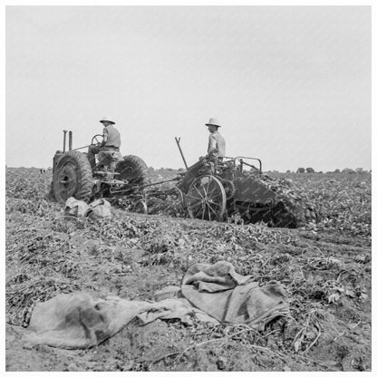 Mechanical Potato Digger in Kern County California 1937 - Available at KNOWOL