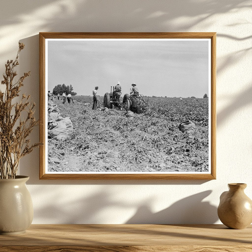 Mechanical Potato Digger in Shafter California 1937 - Available at KNOWOL