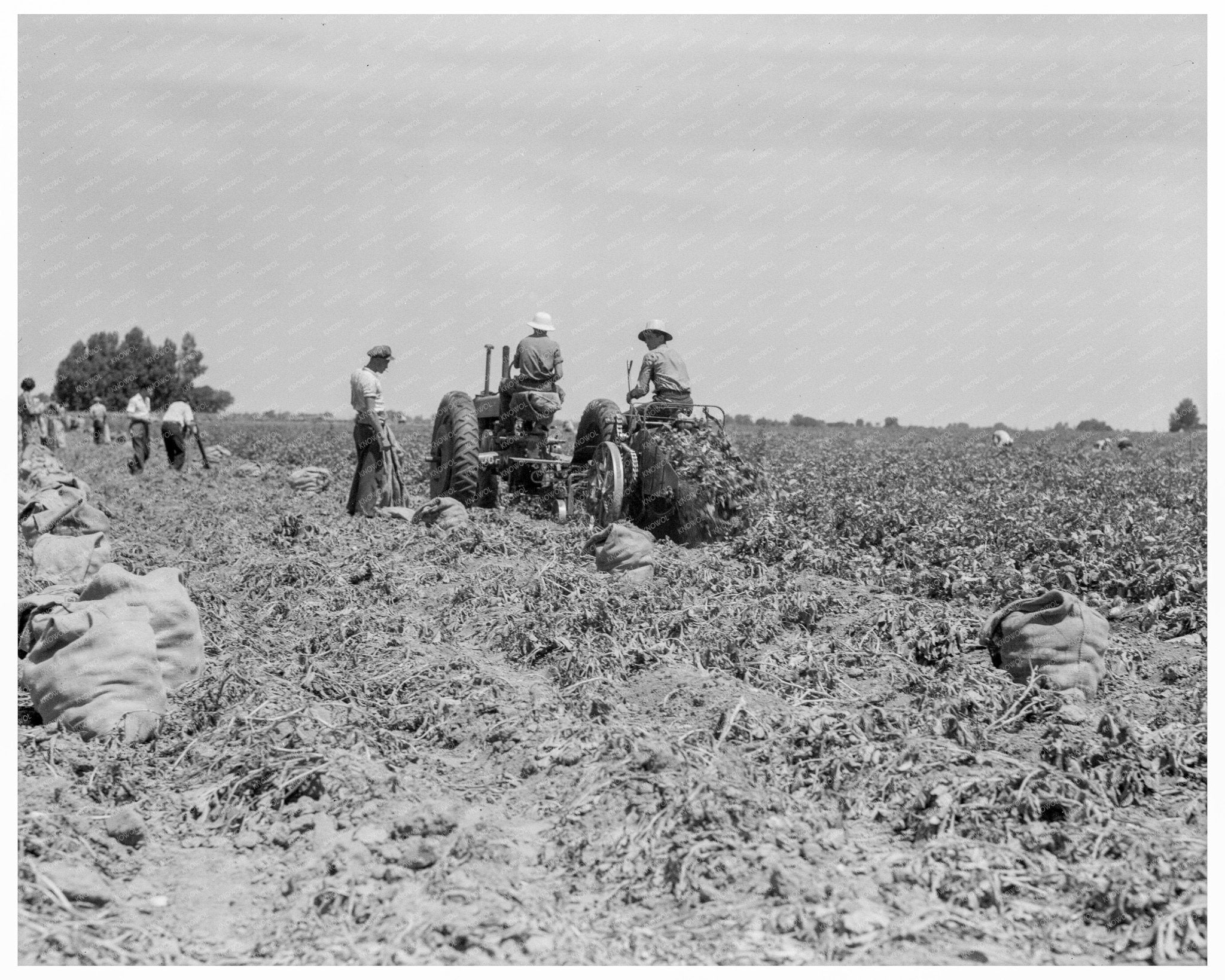 Mechanical Potato Digger in Shafter California 1937 - Available at KNOWOL