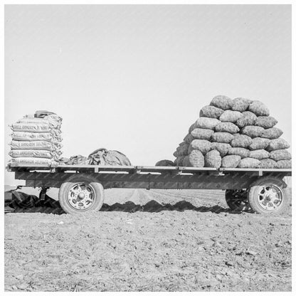 Mechanical Potato Planter in Kern County February 1939 - Available at KNOWOL