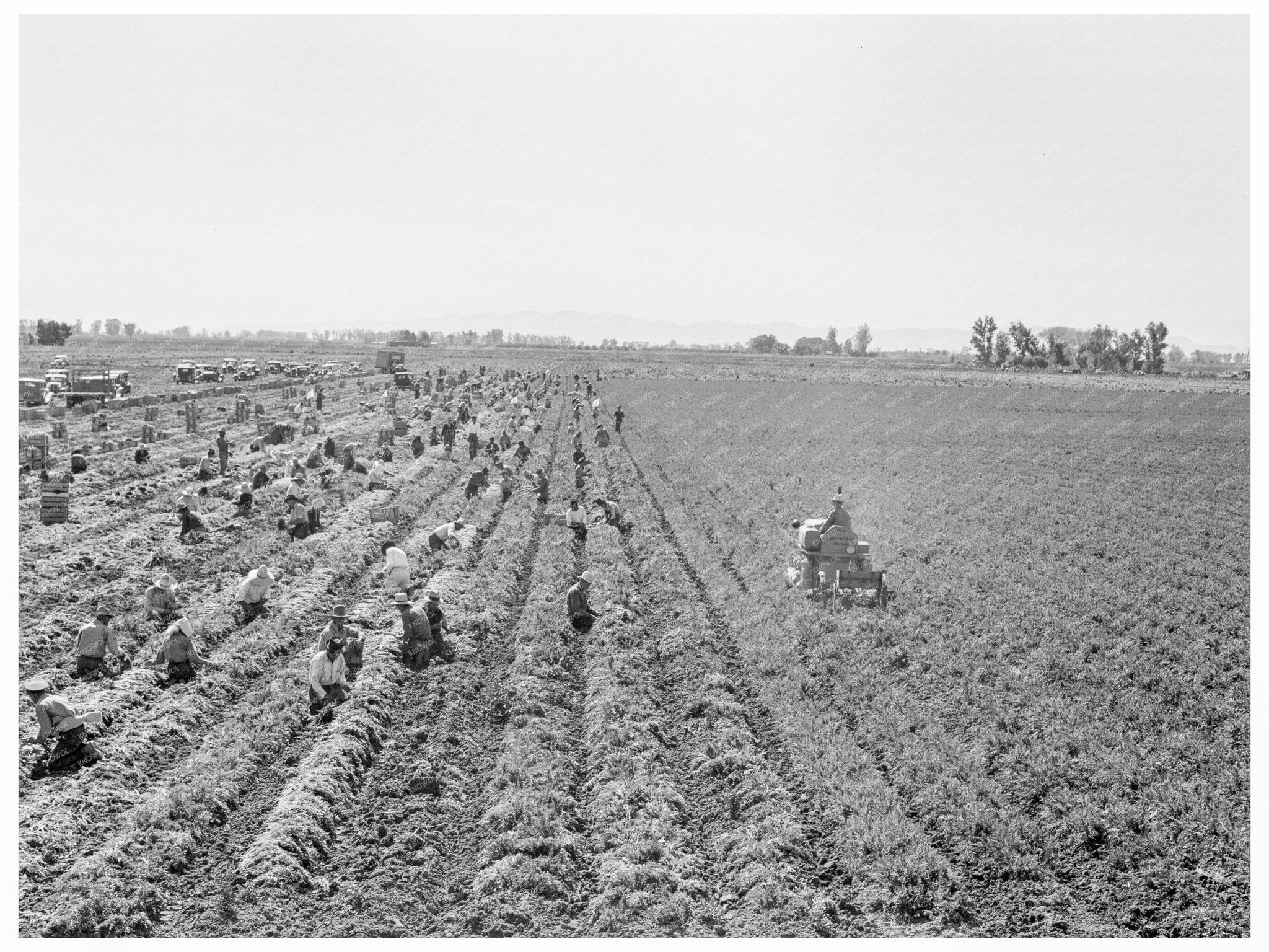 Meloland California Agriculture Workers February 1939 - Available at KNOWOL