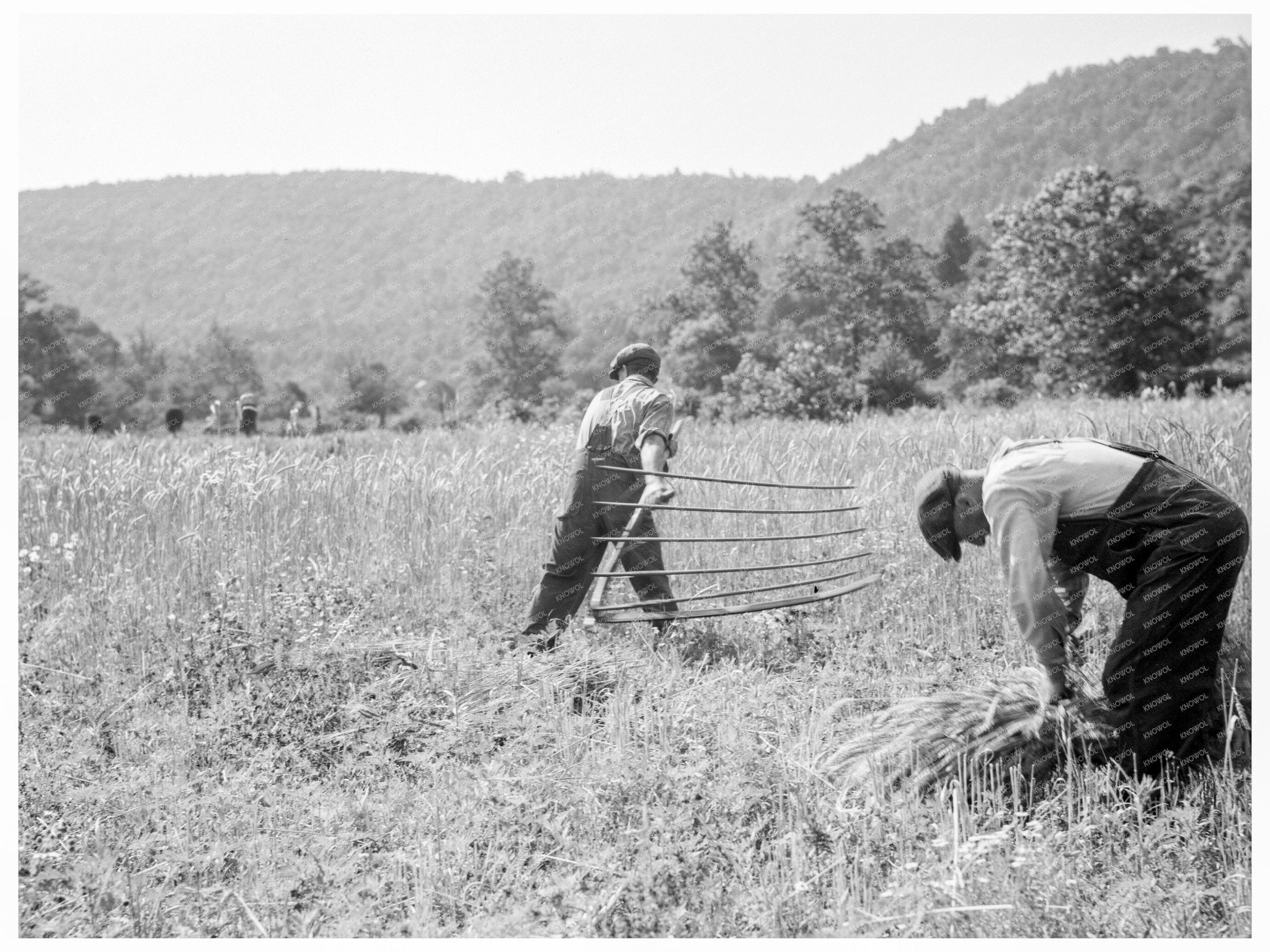 Men Cradling Harvested Wheat in Sperryville Virginia 1936 - Available at KNOWOL