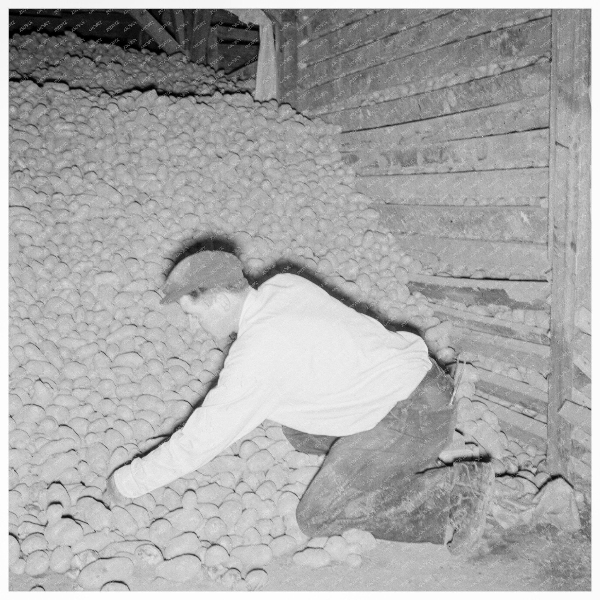 Men in Potato Storage Cellar Klamath County Oregon 1939 - Available at KNOWOL