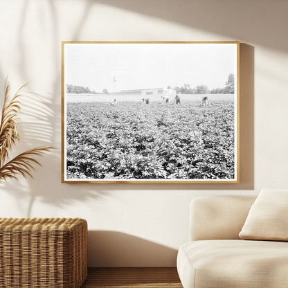 Men Working in Potato Field Jersey Homesteads 1936 - Available at KNOWOL