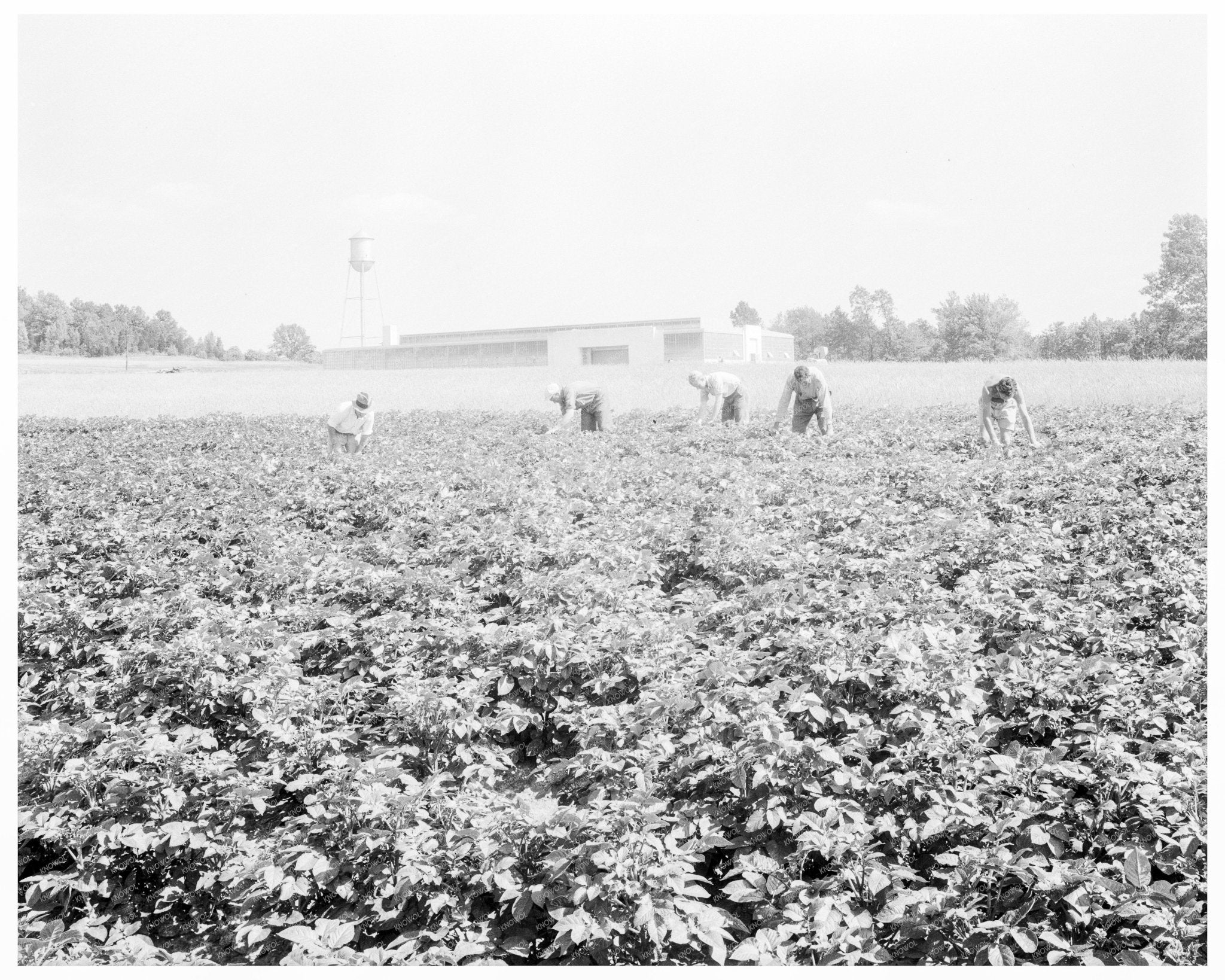 Men Working in Potato Field Jersey Homesteads 1936 - Available at KNOWOL