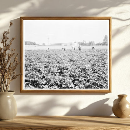 Men Working in Potato Field Jersey Homesteads 1936 - Available at KNOWOL