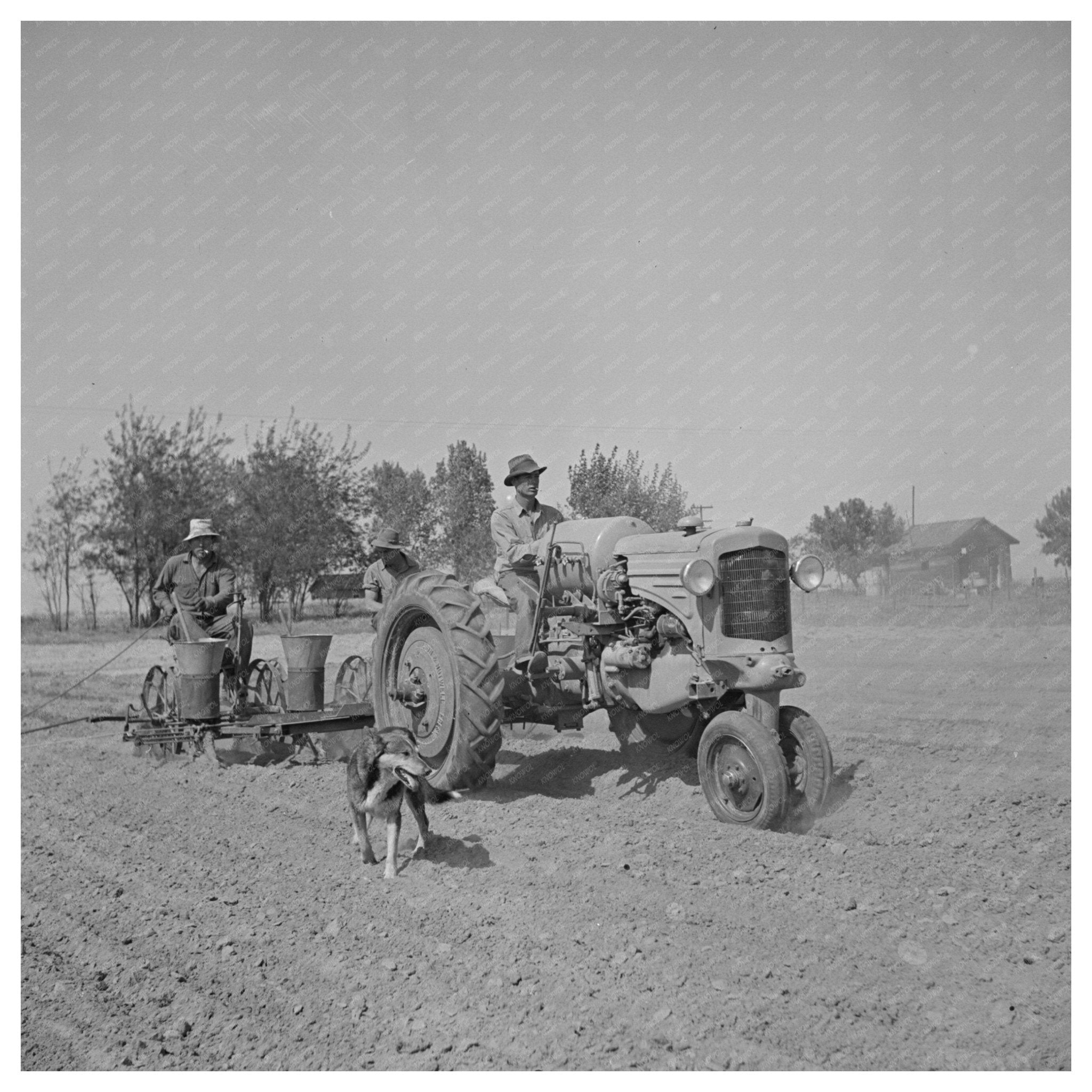 Merced County Peanuts Planting Scene May 1942 - Available at KNOWOL