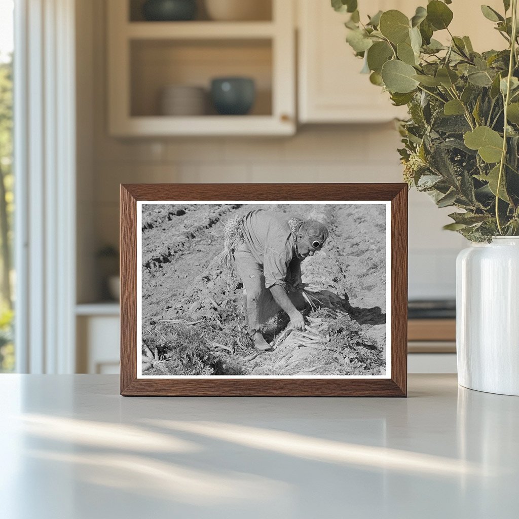 Mexican Agricultural Worker Harvesting Carrots 1939 - Available at KNOWOL