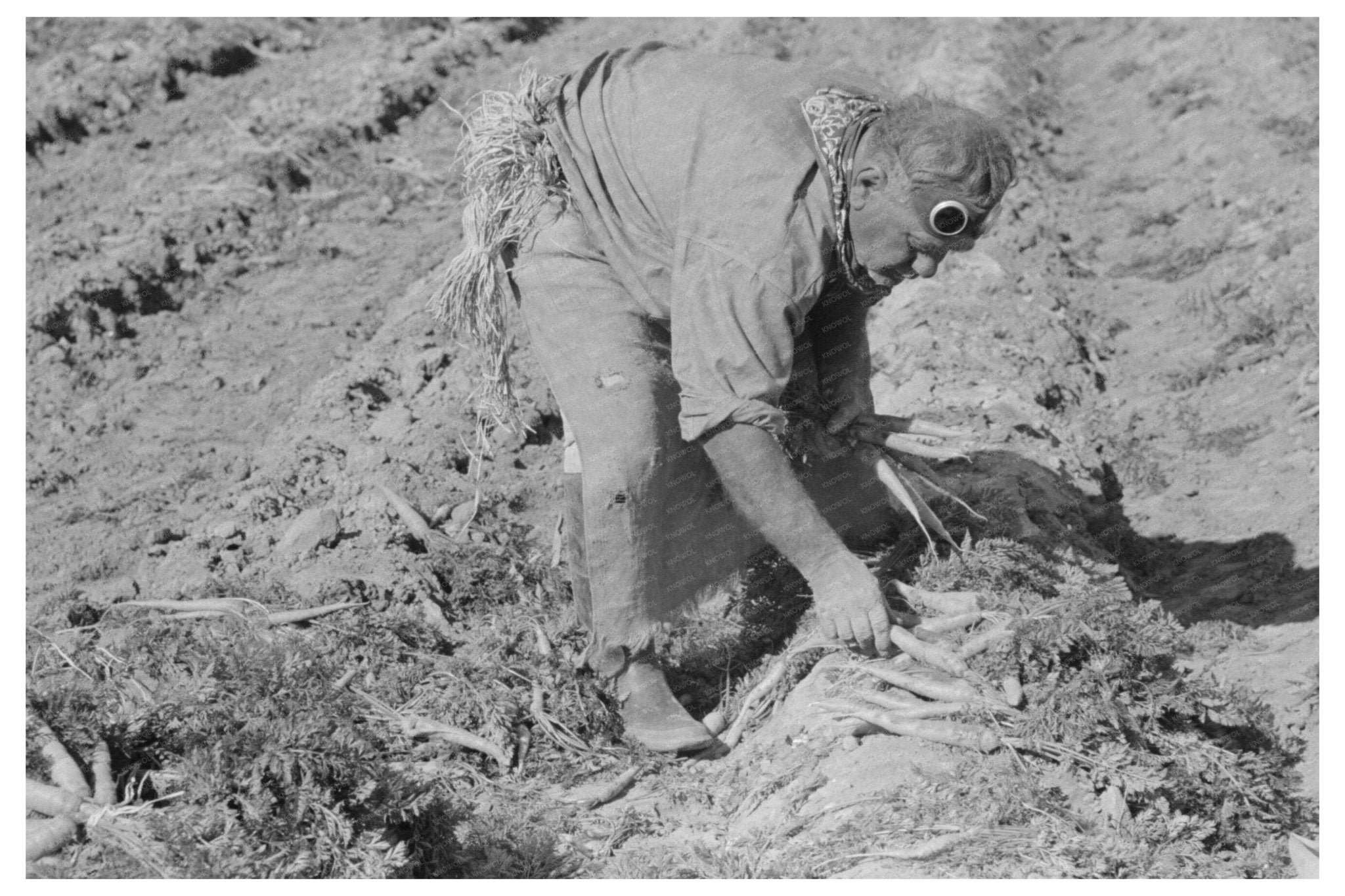 Mexican Agricultural Worker Harvesting Carrots 1939 - Available at KNOWOL