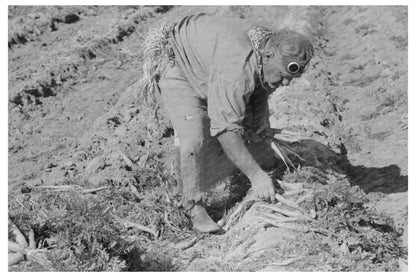 Mexican Agricultural Worker Harvesting Carrots 1939 - Available at KNOWOL